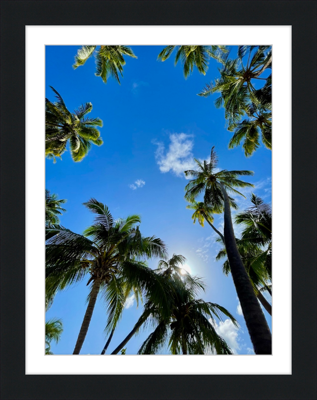 maldivian palms