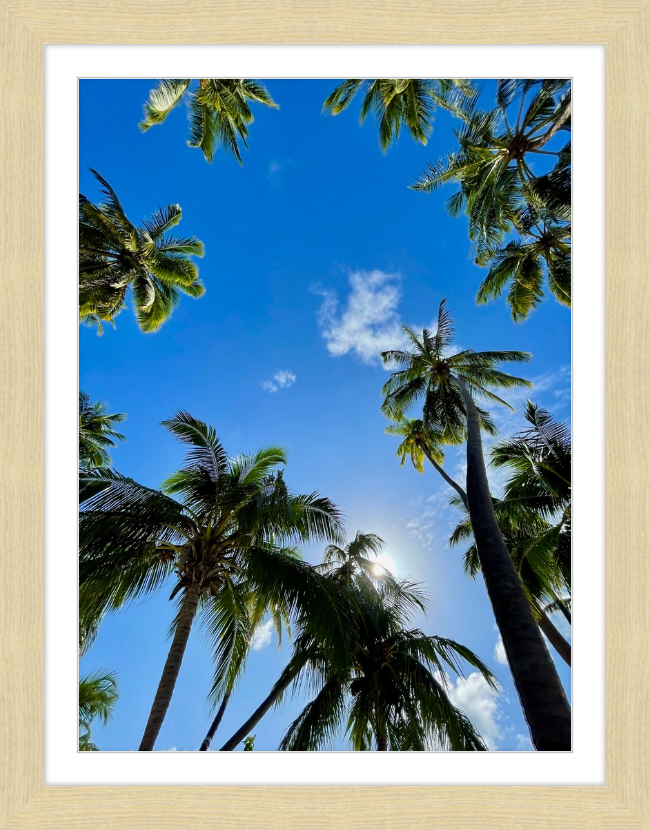 maldivian palms