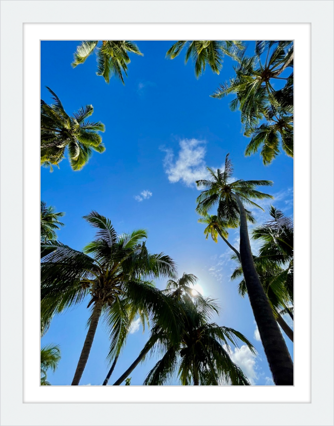 maldivian palms